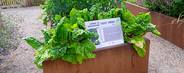 In mehreren Hochbeeten experimentieren Studierende mit unterschiedlicher Wässerungsfrequenz, um herauszufinden, welche Pflanzen sich an die neuen klimatischen Gegebenheiten anpassen können. (Foto: Peter Pulkowski) In mehreren Hochbeeten experimentieren Studierende mit unterschiedlicher Wässerungsfrequenz, um herauszufinden, welche Pflanzen sich an die neuen klimatischen Gegebenheiten anpassen können. (Foto: Peter Pulkowski)