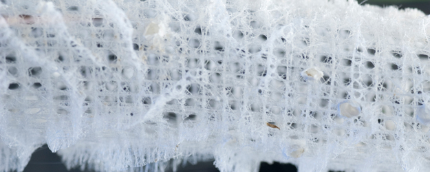 (Foto: Peter Pulkowski)