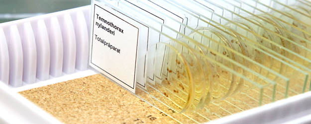 Der von Prof. Dr. Daniel Dreesmann mitentwickelte A.N.T.S.-Experimentierkoffer bietet Schülerinnen und Schülern die Möglichkeit, einheimische Ameisen im Unterricht zu beobachten und zu erforschen. (Foto: Stefan F. Sämmer)