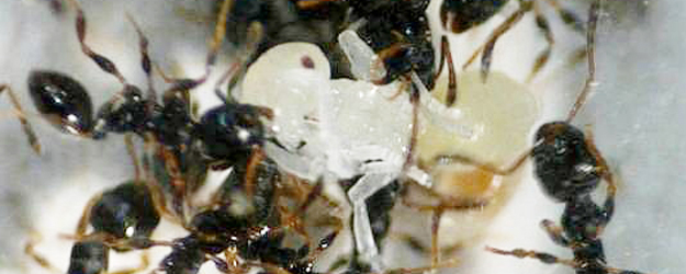 Sklavenrebellion: Die versklavten Wirtsarbeiterinnen der Art <i>T. longispinosus</i> töten die Sklavenhalterpuppe. (Foto: Alexandra Achenbach)