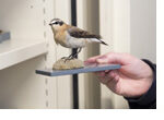 Die Lehrsammlung des Zoologischen Instituts der JGU beinhaltet knapp 500 Vogelpräparate. (Foto: Peter Pulkowski)