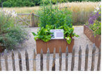 Die Mainzer Wissenschaftsstiftung fördert einen neuen Bereich im Botanischen Garten der JGU: den Vielfaltsgarten. (Foto: Peter Pulkowski) Die Mainzer Wissenschaftsstiftung fördert einen neuen Bereich im Botanischen Garten der JGU: den Vielfaltsgarten. (Foto: Peter Pulkowski)