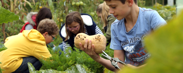 Kürbisernte im Forschergarten (Foto: Stefan F. Sämmer)