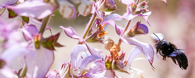 Im Botanischen Garten auf dem Gutenberg-Campus leben rund 200 Wildbienenarten, unter anderem die Holzbiene Holzbiene (Xylopoda violacea). (Foto: Stefan F. Sämmer)