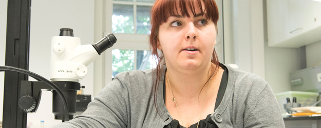 Sara Beros beobachtet die Ameisenart Temnothorax nylanderi unter dem Mikroskop, um herauszufinden, wie sich deren Aussehen und Verhalten durch das Einnisten eines Parasiten verändert. <small>(Foto: Peter Pulkowski)</small>